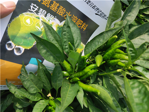 水溶肥，拉姆拉，翠姆