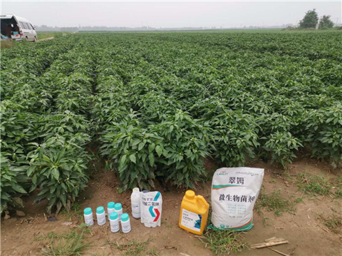 水溶肥，拉姆拉，翠姆