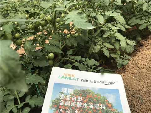 水溶肥，拉姆拉，翠姆