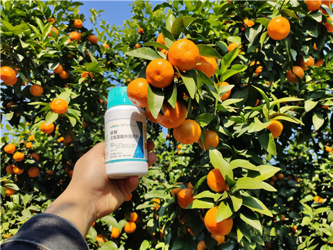 葉面肥，拉姆拉，翠姆