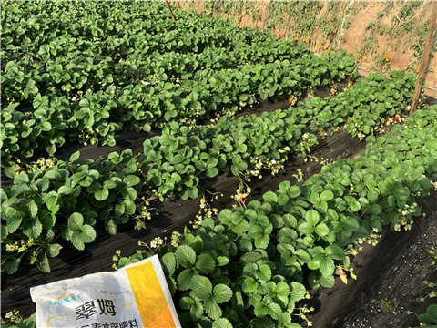 水溶肥，拉姆拉，翠姆