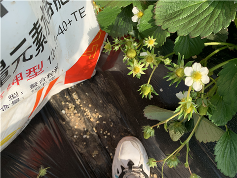 水溶肥，拉姆拉，翠姆