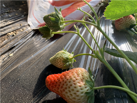 水溶肥，拉姆拉，翠姆