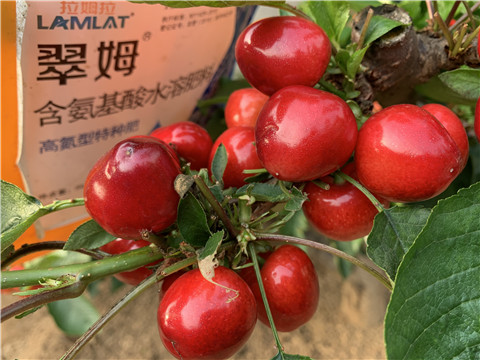 水溶肥，拉姆拉，翠姆