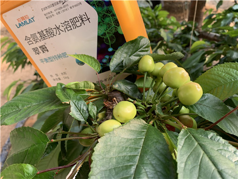 氨基酸水溶肥，拉姆拉，翠姆