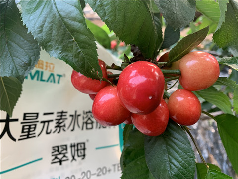 大量元素水溶肥，拉姆拉，翠姆