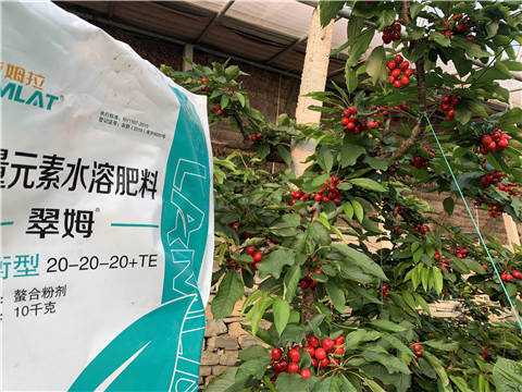 大量元素水溶肥，拉姆拉，翠姆