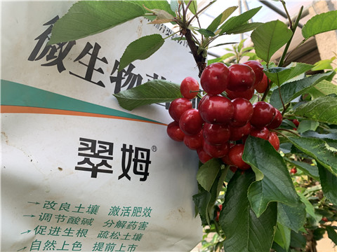 水溶肥，拉姆拉，翠姆