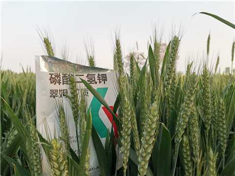 水溶肥，拉姆拉，翠姆