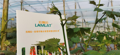 水溶肥，拉姆拉，翠姆