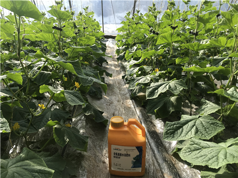 水溶肥，拉姆拉，翠姆