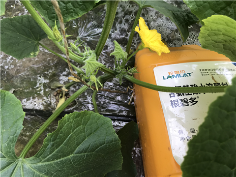 水溶肥，拉姆拉，翠姆