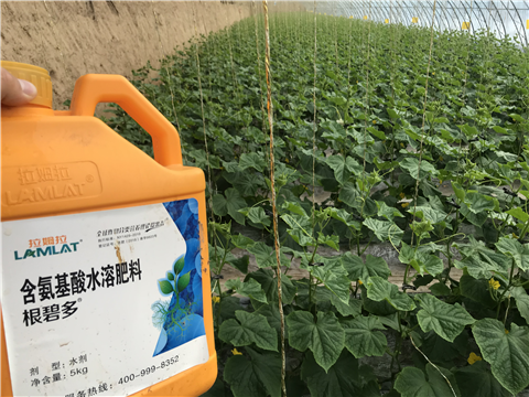 水溶肥，拉姆拉，翠姆