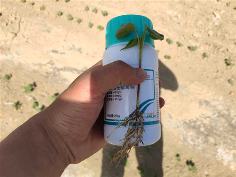 安碧解，拉姆拉，翠姆