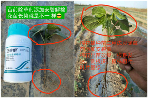 安碧解，拉姆拉，翠姆