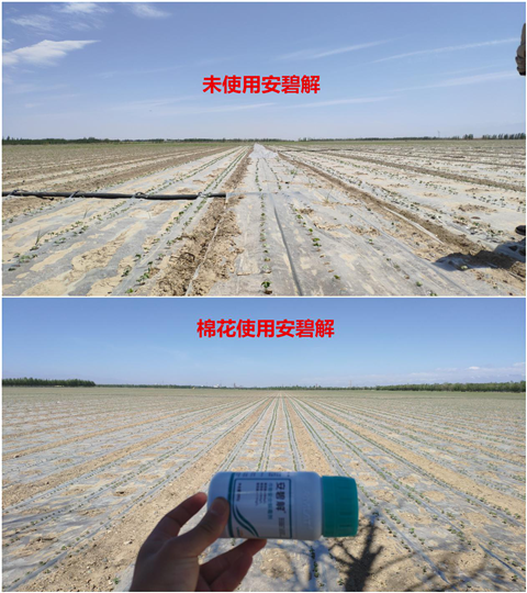 安碧解，拉姆拉，翠姆