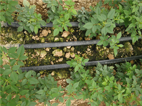 生根劑，拉姆拉，翠姆