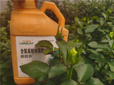 生根劑，拉姆拉，翠姆