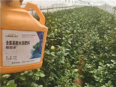 生根劑，拉姆拉，翠姆