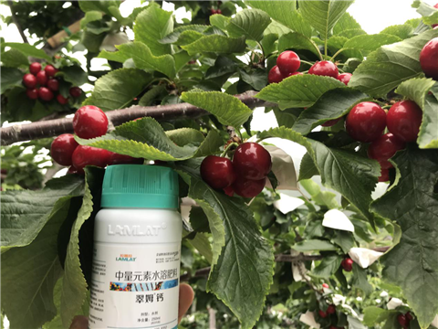 水溶肥，拉姆拉，翠姆