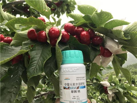 水溶肥，拉姆拉，翠姆