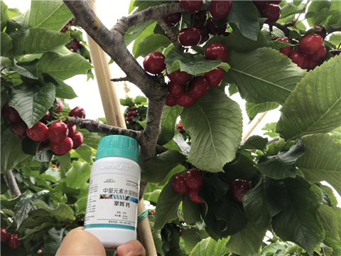 水溶肥，拉姆拉，翠姆