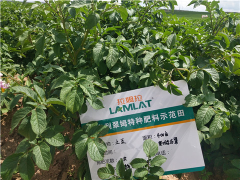 安碧解，拉姆拉，翠姆