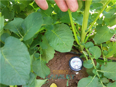 安碧解，拉姆拉，翠姆