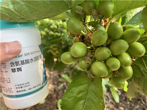 氨基酸水溶肥，拉姆拉，翠姆