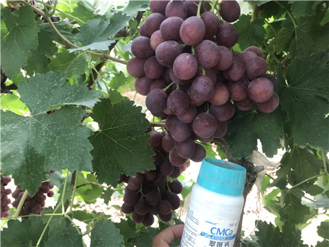 鈣肥，拉姆拉，翠姆