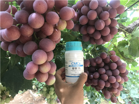 鈣肥，拉姆拉，翠姆