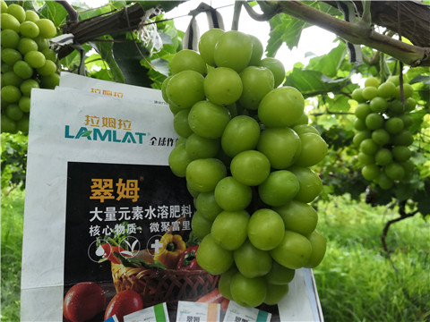 水溶肥，拉姆拉，翠姆