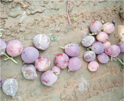 水溶肥，翠姆，拉姆拉