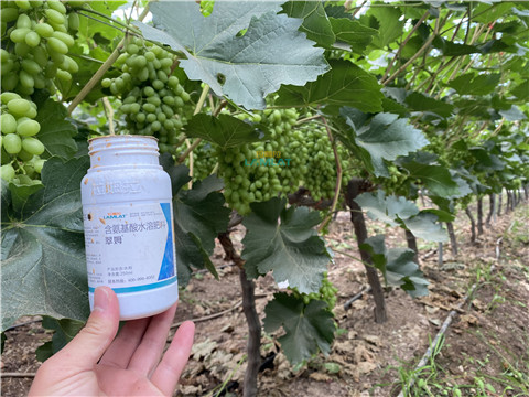 水溶肥，翠姆，拉姆拉