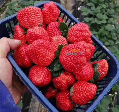 鈣肥，翠姆，拉姆拉