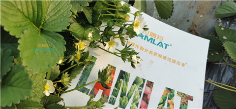 鈣肥，翠姆，拉姆拉