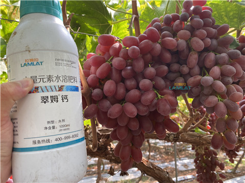 鈣肥，翠姆，拉姆拉