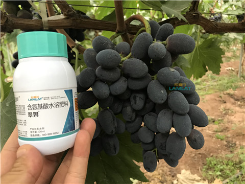 鈣肥，翠姆，拉姆拉