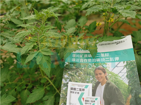 水溶肥，翠姆，拉姆拉