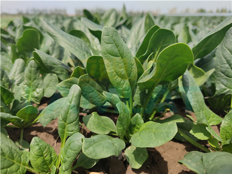 水溶肥，翠姆，拉姆拉