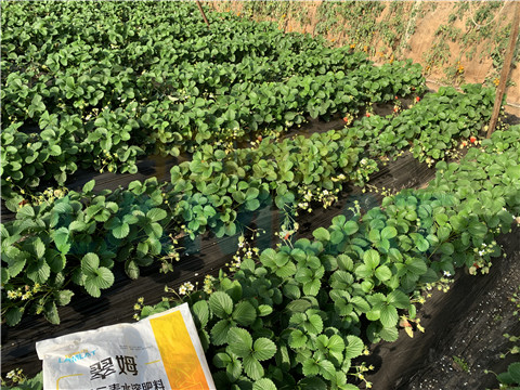 水溶肥，翠姆，拉姆拉