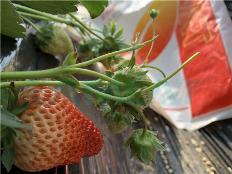 水溶肥，翠姆，拉姆拉