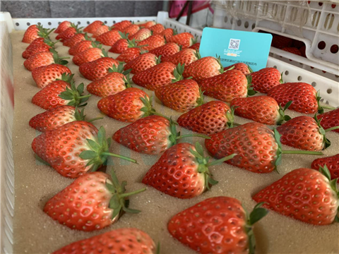 水溶肥，翠姆，拉姆拉