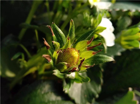 鈣肥，翠姆，拉姆拉