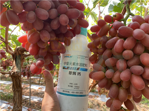 鈣肥，拉姆拉，翠姆