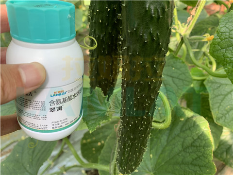 水溶肥，拉姆拉，翠姆