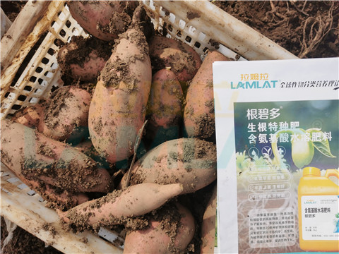 水溶肥，拉姆拉，翠姆