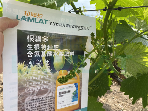 水溶肥，拉姆拉，翠姆