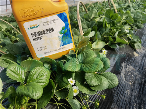 水溶肥，拉姆拉，翠姆