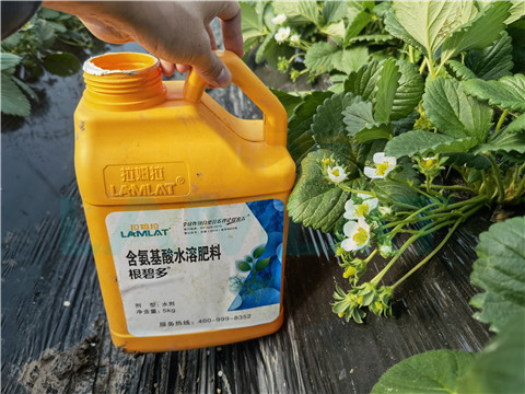 水溶肥，拉姆拉，翠姆